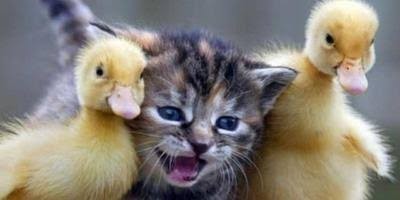 Kendin bir evcil hayvan olsaydın sence 😻 ne olurdun?