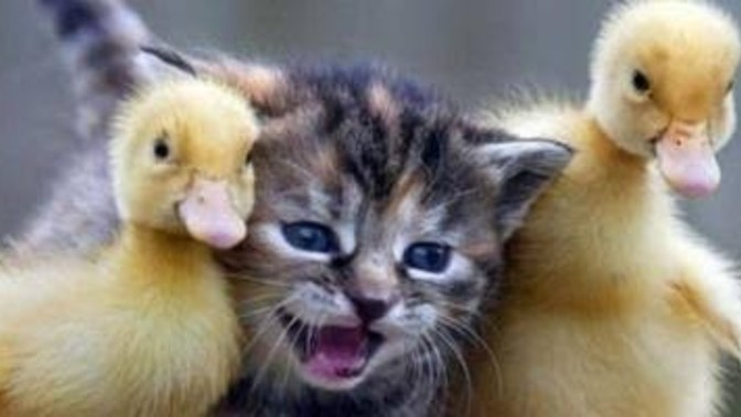 Kendin bir evcil hayvan olsaydın sence 😻 ne olurdun?