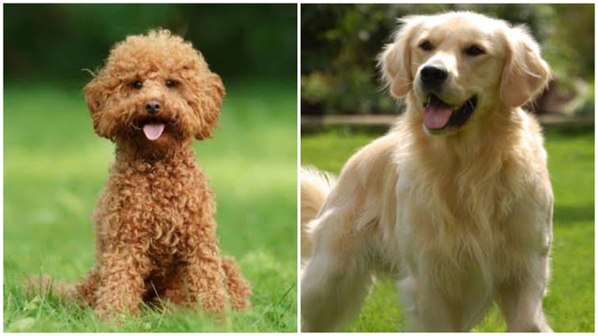 Evimde küçük ırk bir köpeğim var. Bir tane daha almak istiyorum, toy poodle mı golden mı?