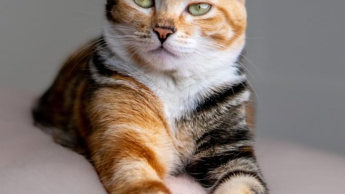 Bu kedi senin olsaydı ismi ne olurdu?