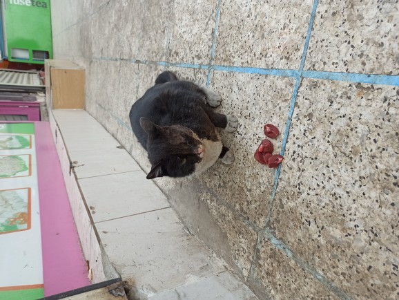 Sokakta beslediğiniz kedi köpeklere değişik komik isimler takar mısınız?