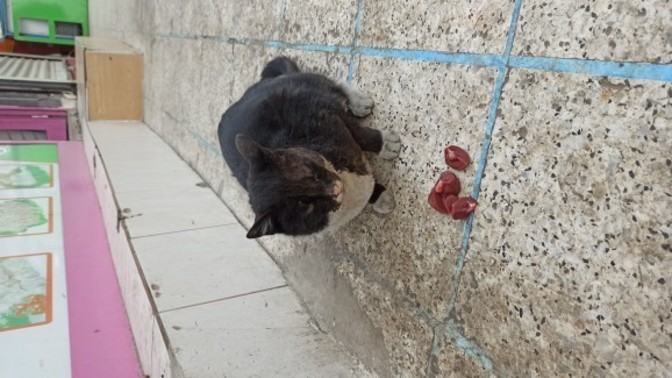 Sokakta beslediğiniz kedi köpeklere değişik komik isimler takar mısınız?