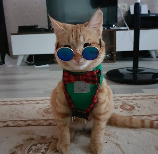 Kedimin ismi Şakir olduğu için arkadaşlarımın tuhafına gidiyor, isim ne koysam?
