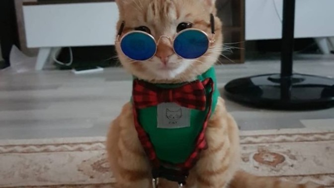 Kedimin ismi Şakir olduğu için arkadaşlarımın tuhafına gidiyor, isim ne koysam?