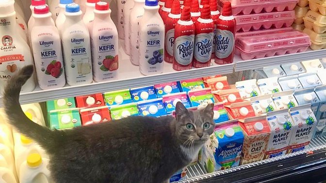 Markette kedilere denk geliyor musunuz?