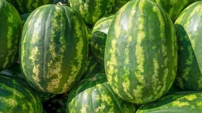 Karpuz severmisiniz?🍉🍉🍉🍉?
