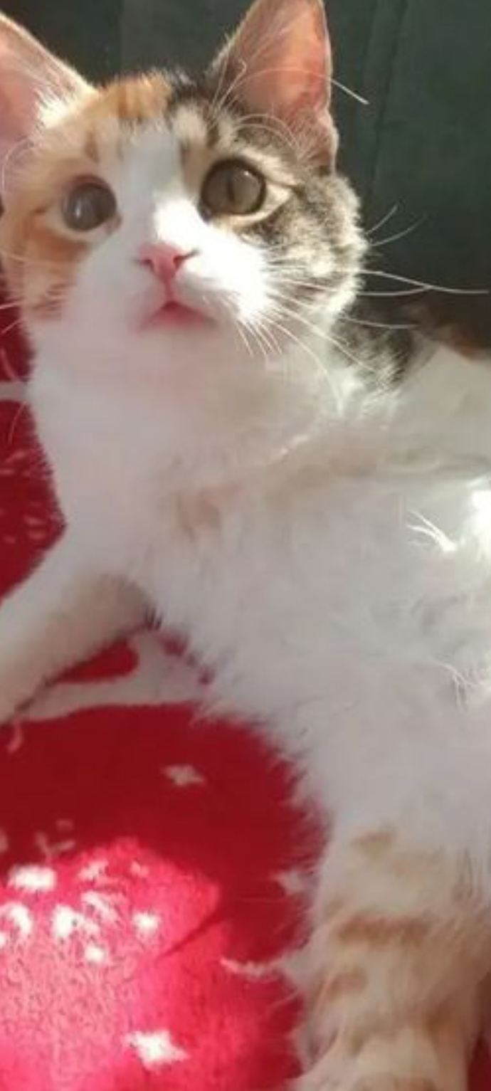 Evinize beni mülteci olarak alirmisiniz?