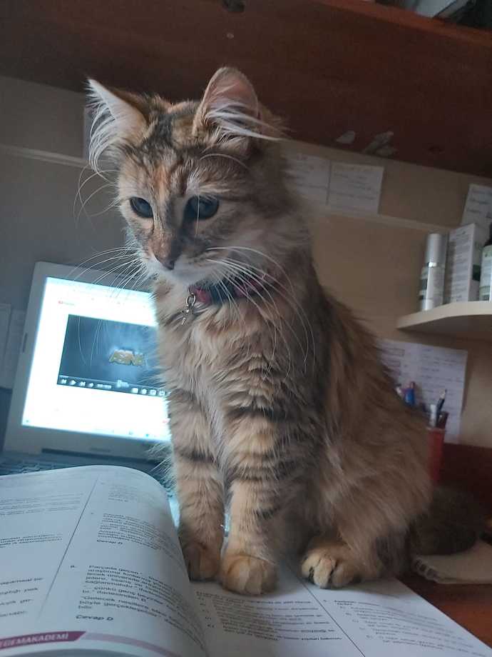 Böyle bir kedin olsun ister misin?