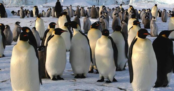 Antarktikada penguen sayacak personel aranıyor. Bu kişi sen olabilir misin?