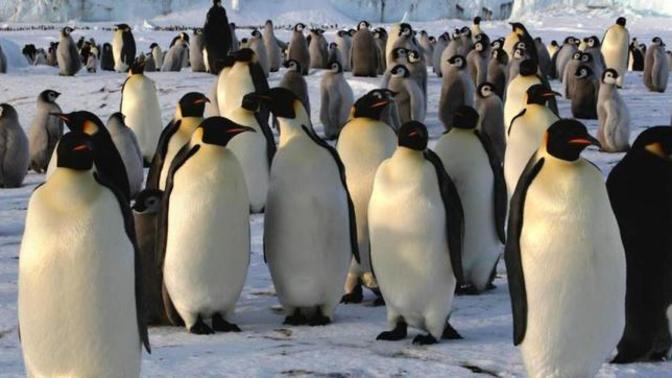 Antarktika'da penguen sayacak personel aranıyor. Bu kişi sen olabilir misin?