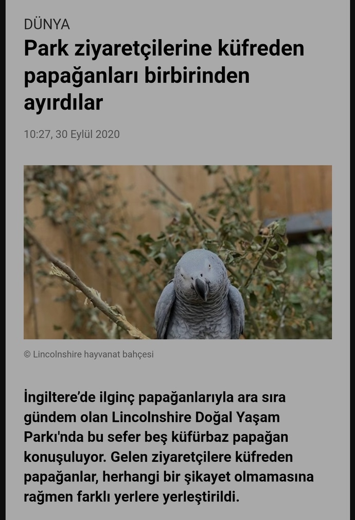 Bir papağanınız olsaydı ona ne demeyi öğretirdiniz?
