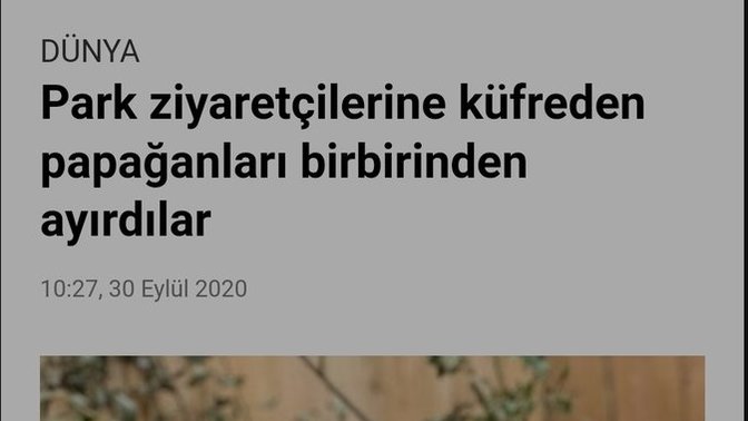 Bir papağanınız olsaydı ona ne demeyi öğretirdiniz?