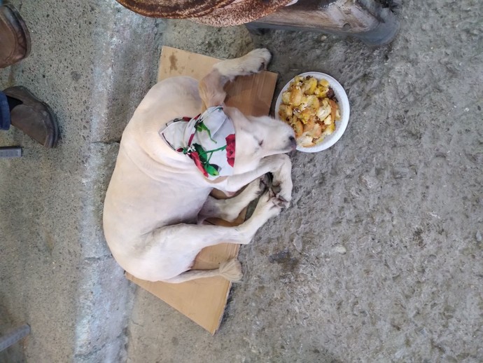 Bu köpeğin traş ücreti ne kadar olur?