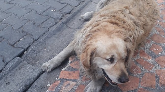 Bu köpeğin traş ücreti ne kadar olur?