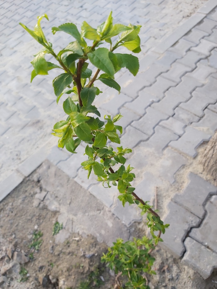 Bu ne ağacı sizce?