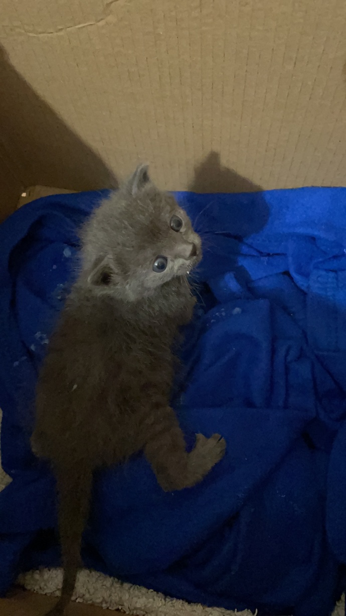 Kedim çok değişti?