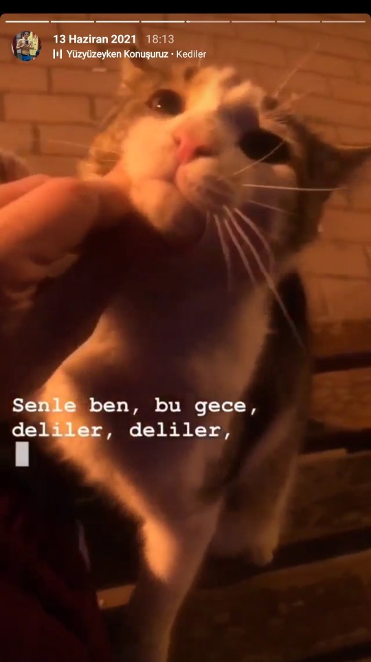 Sokak hayvanları ile aran nasıl?