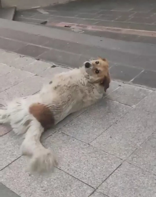 Sokak hayvanları ile aran nasıl?