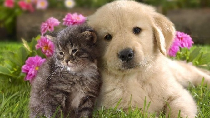 Sahiplenecek olsanız kedi mi sahiplenirsiniz yoksa köpek mi?