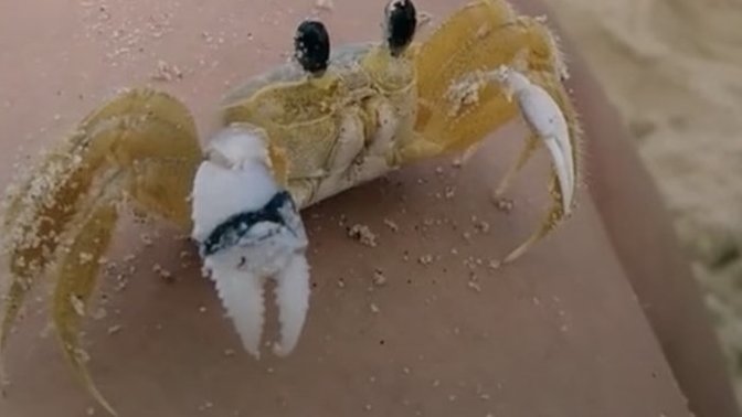 Doğadaki hayvanlarla aranız nasıl bu arkadaş plajda otururken yanıma geldi?