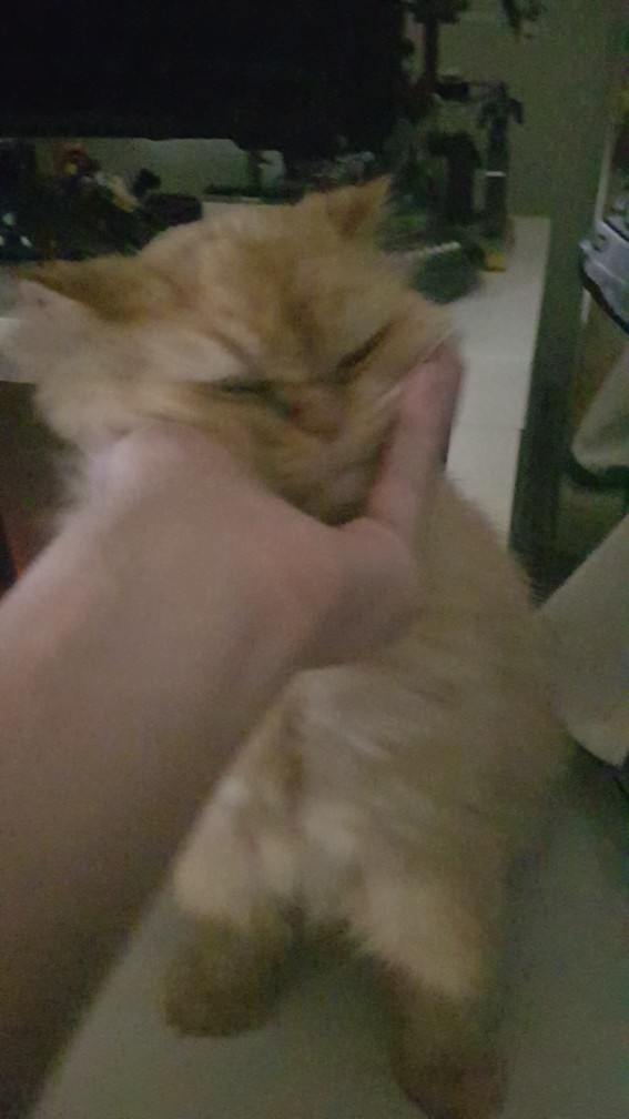 Bu kedi neden hep peşimde?