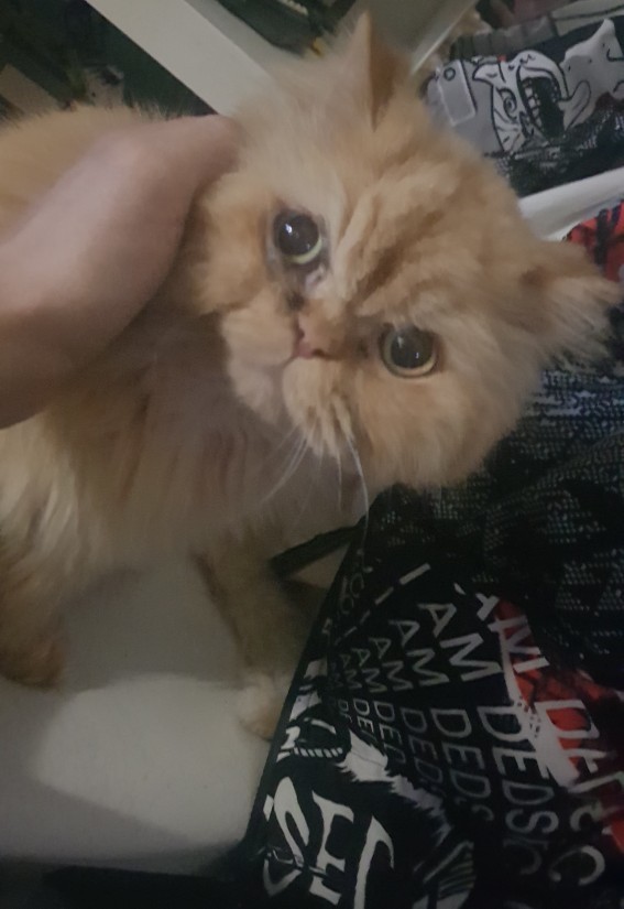 Bu kedi neden hep peşimde?