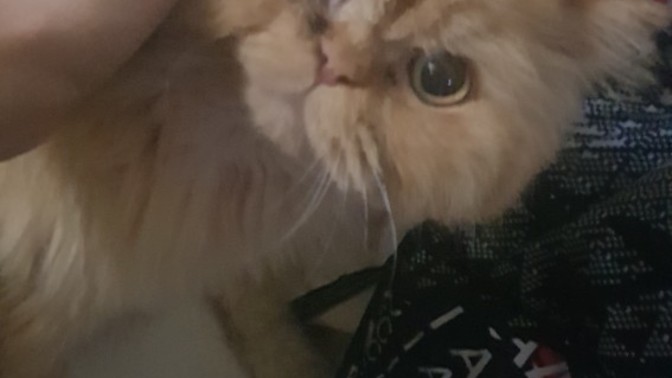 Bu kedi neden hep peşimde?