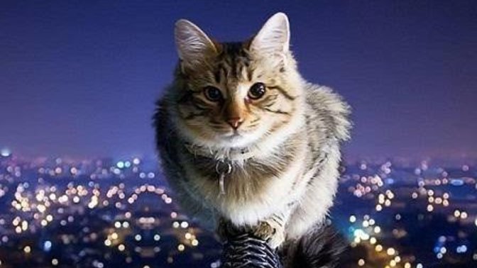 Gece uyumayan kedi mi olur?