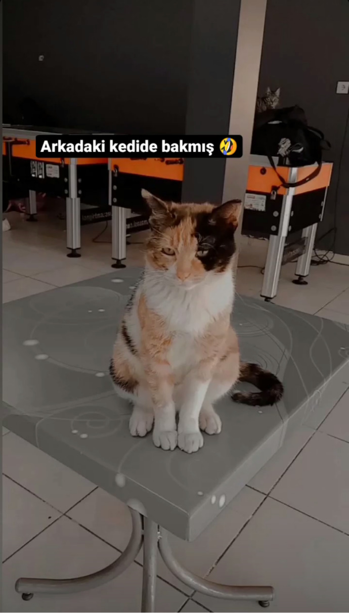 Hayvan dostlarımızın fotoğrafını paylaşır mısın?