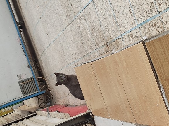 Hayvan dostlarımızın fotoğrafını paylaşır mısın?