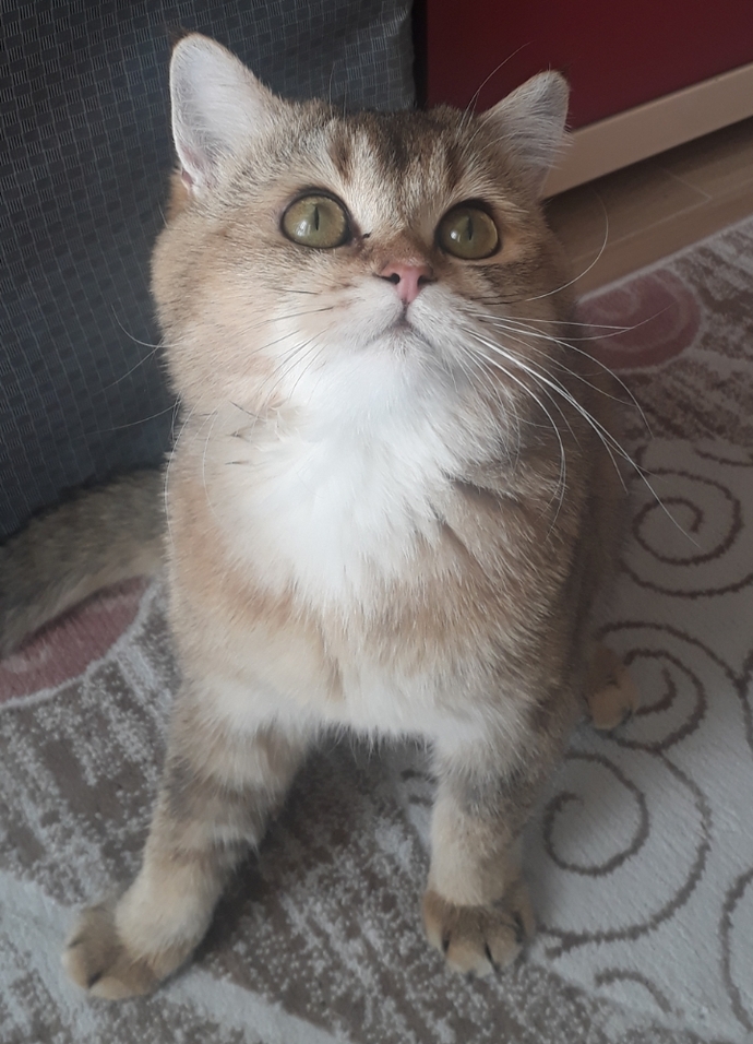 🐾❤