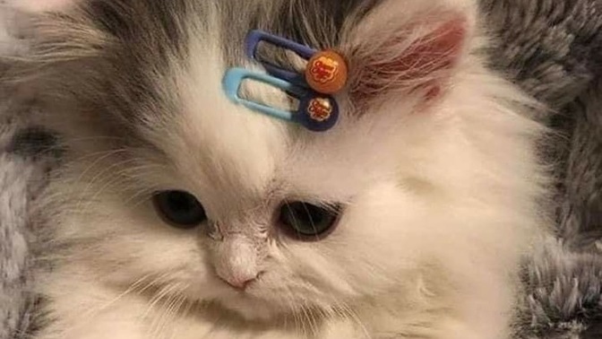 Bu kedi neden üzgün?
