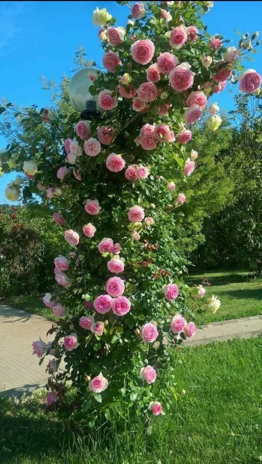 Tanımadığınız bir erkek size bugün çok güzelsiniz deyip kırmızı bir gül verirse tepkiniz ne olurdu?