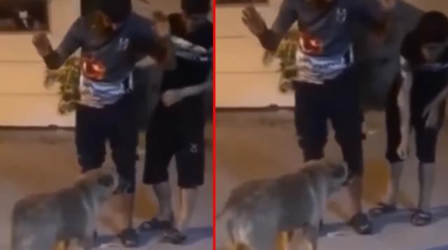 Köpek saldırısından türkü söyleyerek kurtuldular! Köpeklerle karşılaşınca ne yapıyorsunuz?