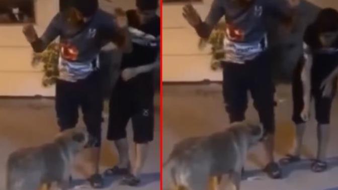 Köpek saldırısından türkü söyleyerek kurtuldular! Köpeklerle karşılaşınca ne yapıyorsunuz?