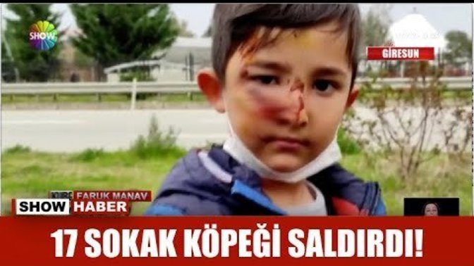 Sokak köpeği mi yoksa sokak tehlikesi mi?
