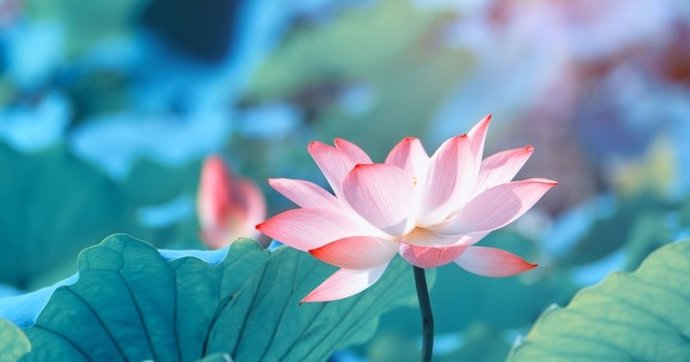 lotus çiçeği