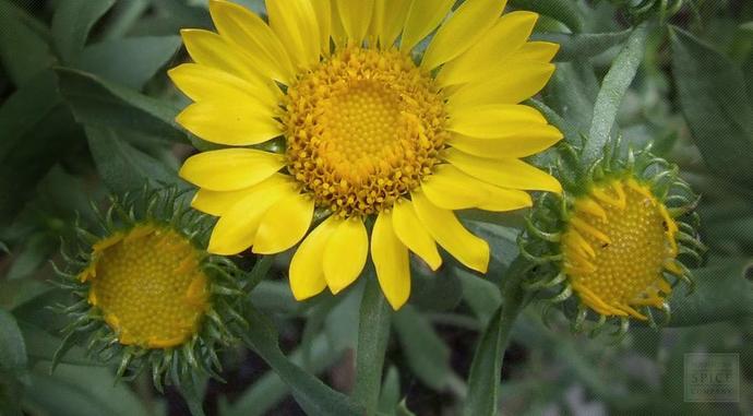 grindelia