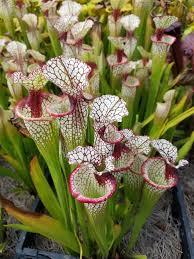 sarracenia