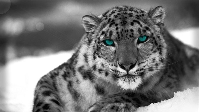 Sizce bu 3 hayvandan hangisi Leopar hangisi Panter hangisi Jaguar? 