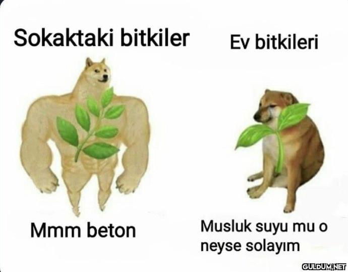 Çiçeklerim niye hep ölüyor?