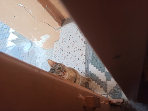 Sokakta gördüğün hayvanları seviyor musun?
