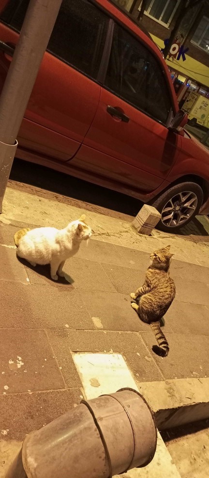 Kediler uzaylı olabilir mi?
