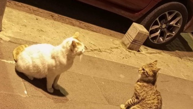 Kediler uzaylı olabilir mi?