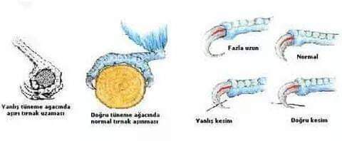 Evcil hayvanınızın bakımını düzenli yapıyor musunuz?