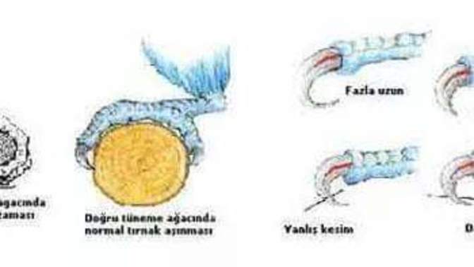 Evcil hayvanınızın bakımını düzenli yapıyor musunuz?