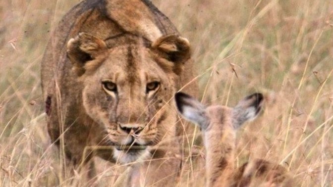 Karnı doyan aslan yeni ceylanların peşine niye düşer?