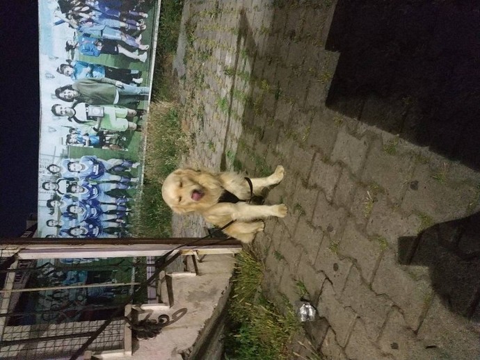 Galerinde hangi hayvan dostlarımızın fotoğrafları var?