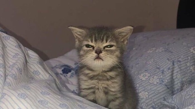 2-3 günlük annesini kaybetmiş yavru kedi besliyorum, beni annesi sanıyor olabilir mi?