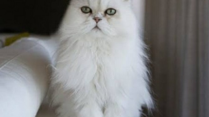 Cins kedi nasıl beslenir, bilgi verir misiniz?